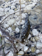 Sphoeroides spengleri