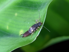 Spongiphoridae
