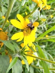 Bombus medius