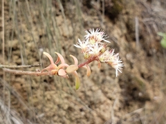 Sedum quevae