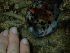 Cypraea tigris