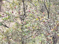 Malacomeles denticulata