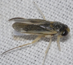 Cymatia rogenhoferi