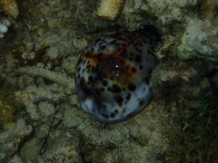 Cypraea tigris