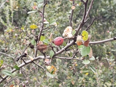 Malacomeles denticulata