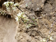 Sedum quevae