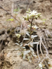 Sedum quevae