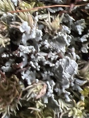 Cladonia bellidiflora