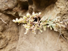 Sedum quevae