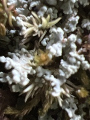 Cladonia bellidiflora