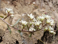Sedum quevae