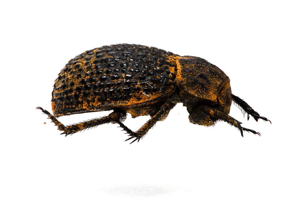 Trox hispanicus