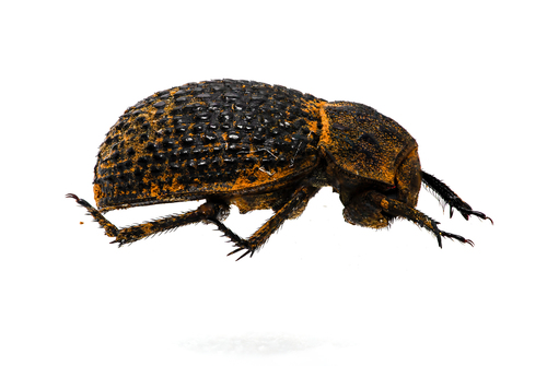 Trox hispanicus