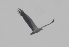 Haliaeetus leucogaster