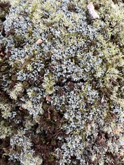 Cladonia bellidiflora