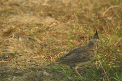 Aves