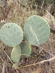 Opuntia robusta