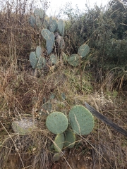 Opuntia robusta