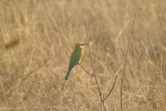 Merops orientalis