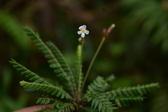 Biophytum dendroides