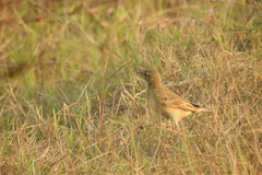 Aves