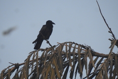 Aves