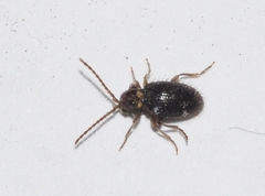 Dignomus