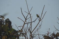Aves