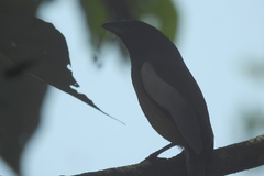 Dendrocitta vagabunda