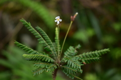 Biophytum dendroides