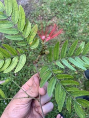 Calliandra haematocephala