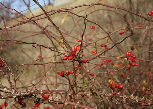 Image of Rosa corymbifera by (c) Юрий Данилевский (Yuriy Danilevsky), some rights reserved (CC BY)