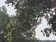 Crataegus mexicana
