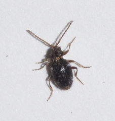 Dignomus
