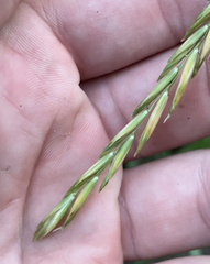 Elymus repens