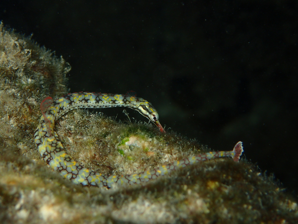 Reticulate Pipefish