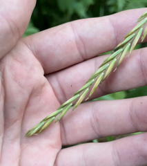 Elymus repens