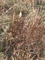 Hypericum gentianoides