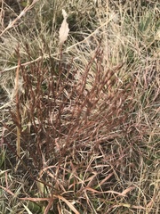 Hypericum gentianoides