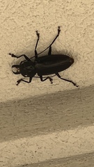 Stenodontes chevrolati