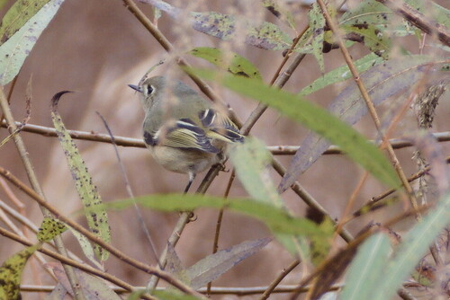 Ruby-crowned Kinglet photographed in South Carolina