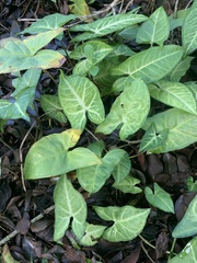 Syngonium podophyllum