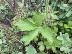 Drymocallis pseudorupestris