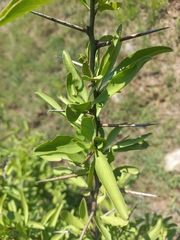 Gymnosporia buxifolia