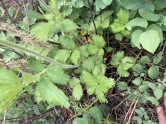 Drymocallis pseudorupestris