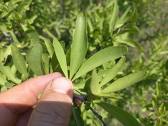 Gymnosporia buxifolia