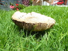 Agaricaceae