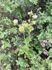 Drymocallis pseudorupestris