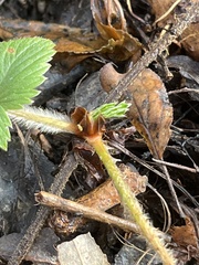 Fragaria vesca