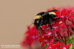 Bombus pensylvanicus